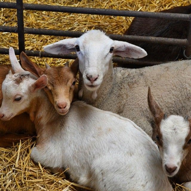 Quesería Punta Calda