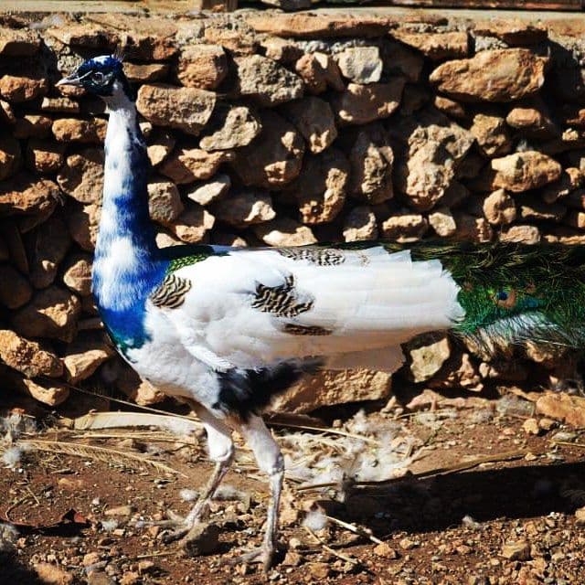 Quesería Punta Calda