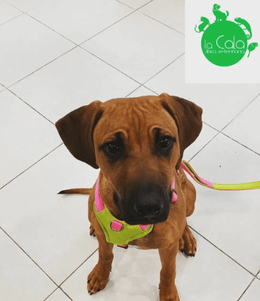 Centro Veterinario la Cala