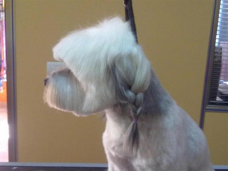Thays Mascotas