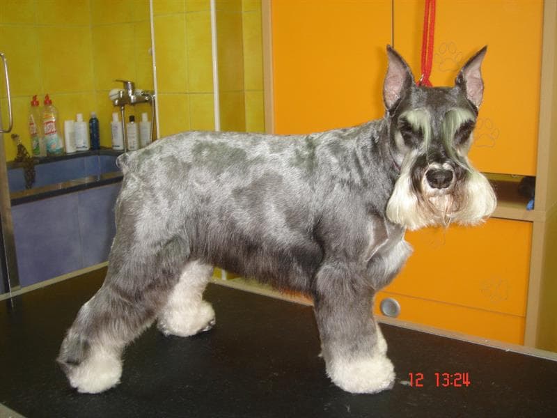 Thays Mascotas