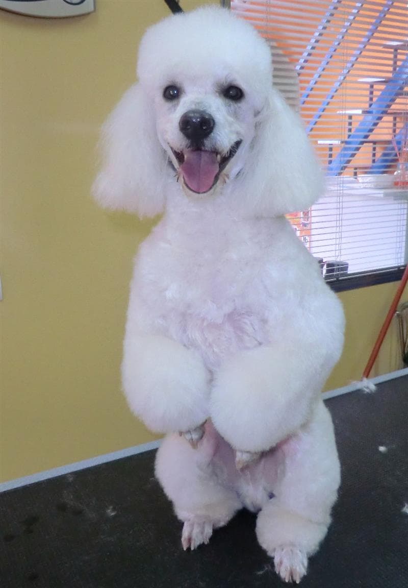 Thays Mascotas