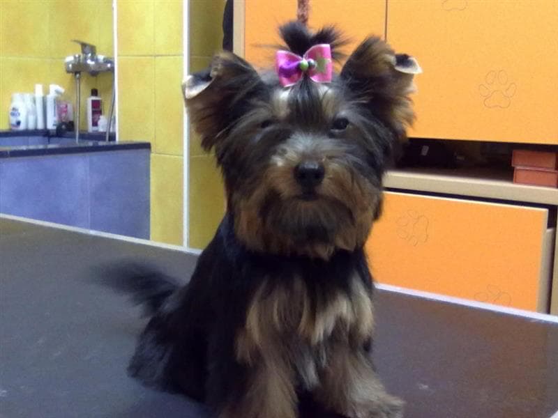 Thays Mascotas