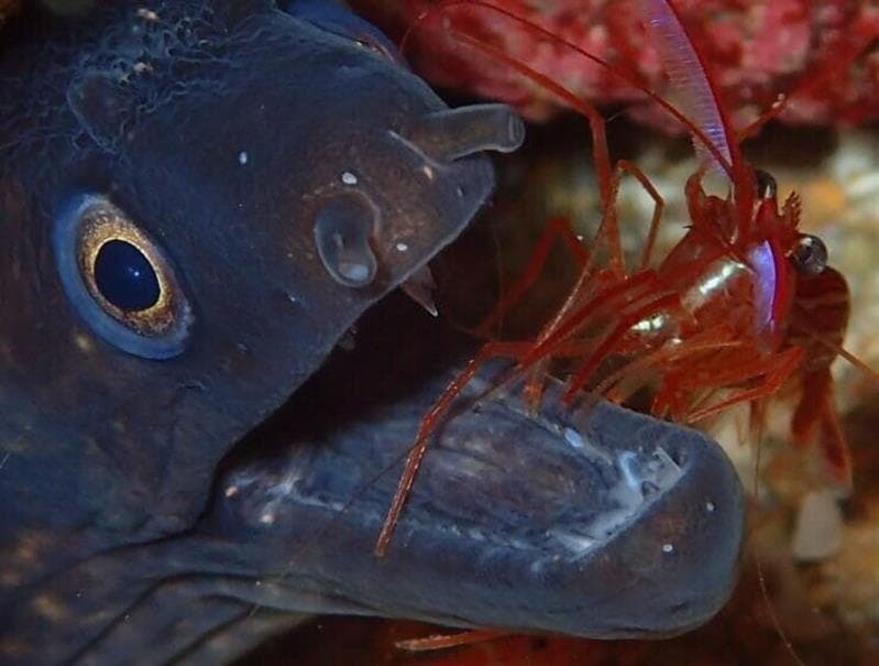Buceo en barcos hundidos - Ametlla Diving