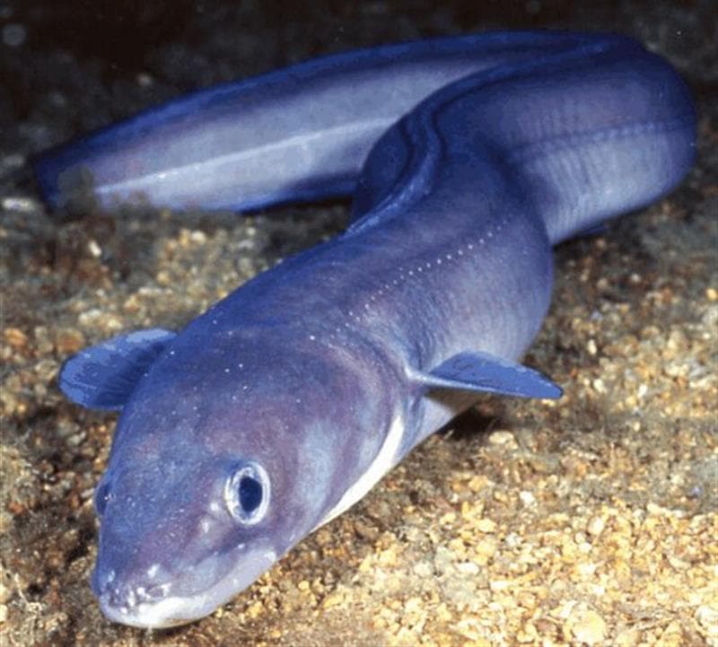 Buceo en barcos hundidos - Ametlla Diving