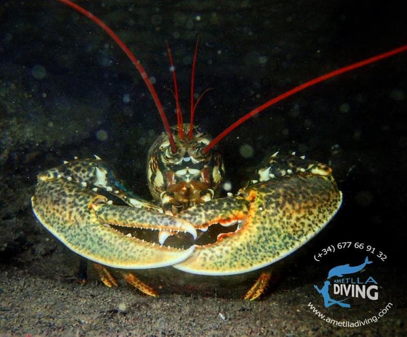 Buceo en barcos hundidos - Ametlla Diving