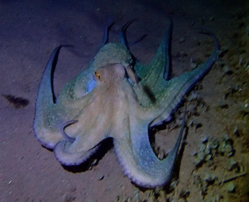 Buceo en barcos hundidos - Ametlla Diving