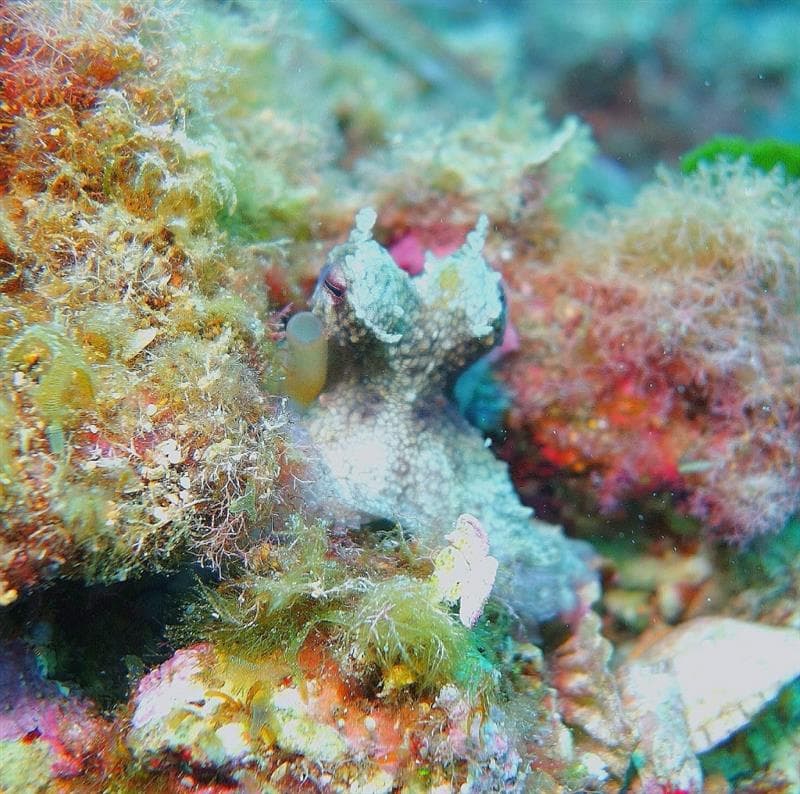 Salida o excursión de buceo - Ametlla Diving (Centre de Busseig PADI Autorizado #24626)