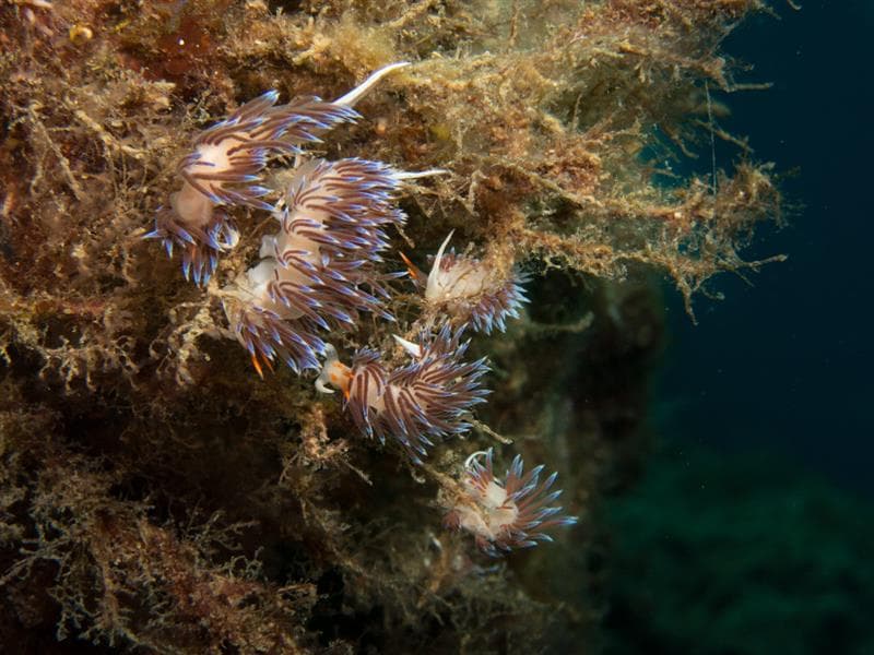 Salida o excursión de buceo - Ametlla Diving (Centre de Busseig PADI Autorizado #24626)